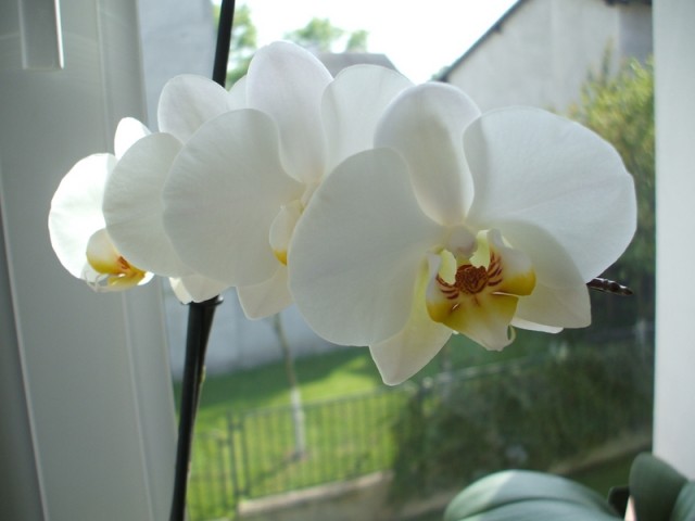 DSCF2305 [800x600].JPG