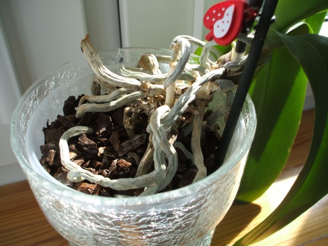 DSCF2306 [800x600].JPG