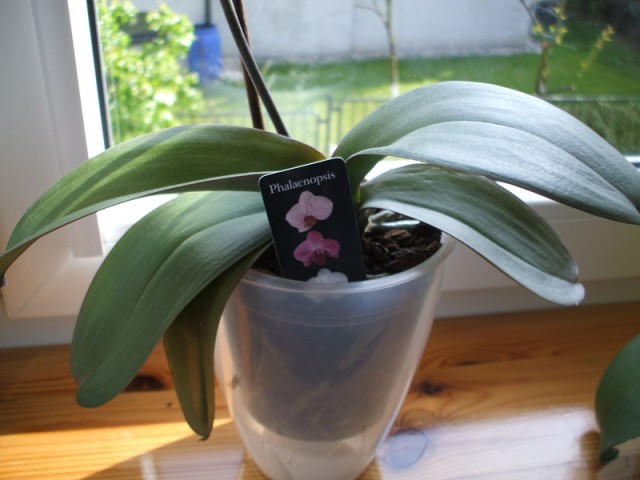 DSCF2313 [800x600].JPG