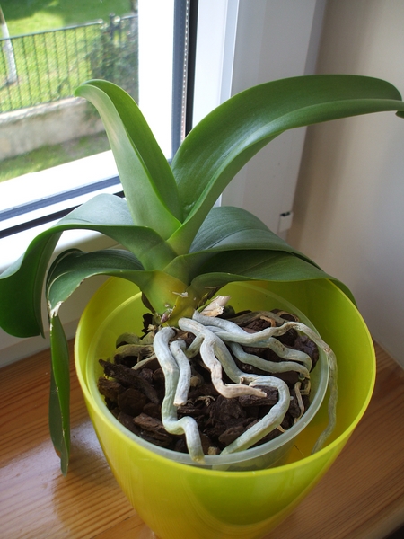 DSCF2311 [800x600].JPG