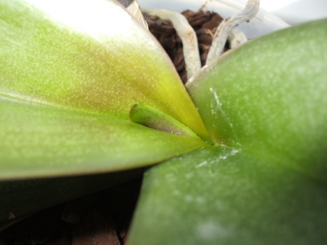 DSCF2309 [800x600].JPG