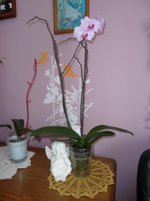 orchidea dziś.JPG