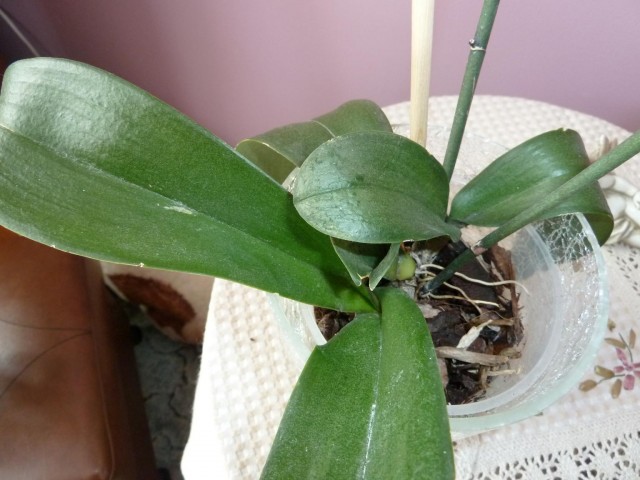 orchidea nr 2 biedne listki.JPG