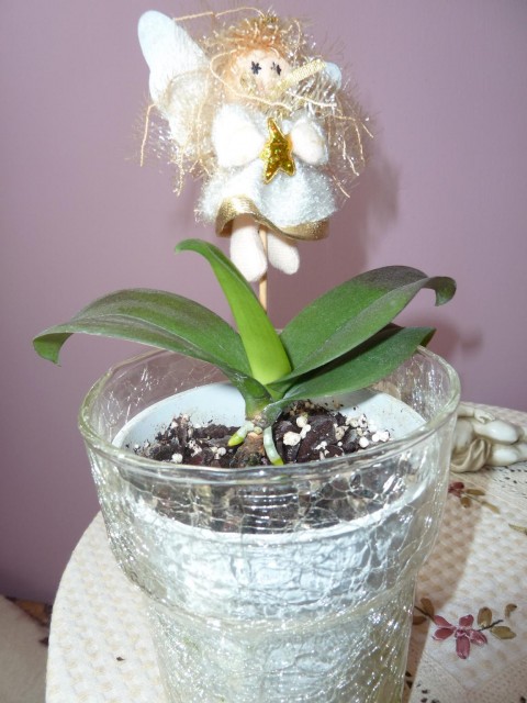 orchidea nr 4.JPG