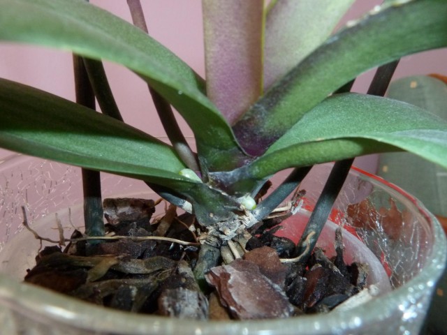 orchidea nr 5 listki.JPG