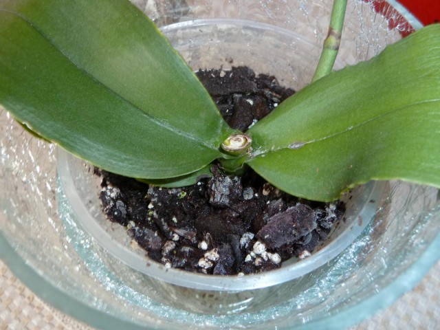 orchidea nr 6 listki.JPG