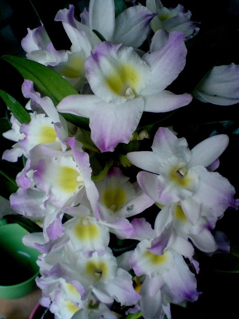 z komórki 3 061.jpg