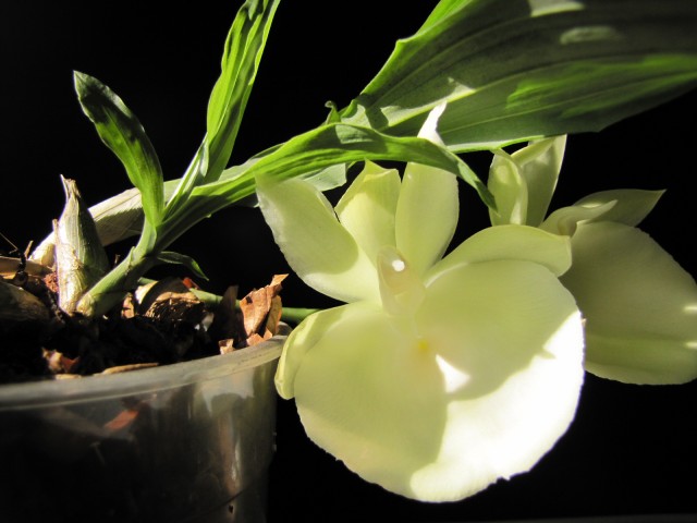 Catasetum pileatum 1.JPG