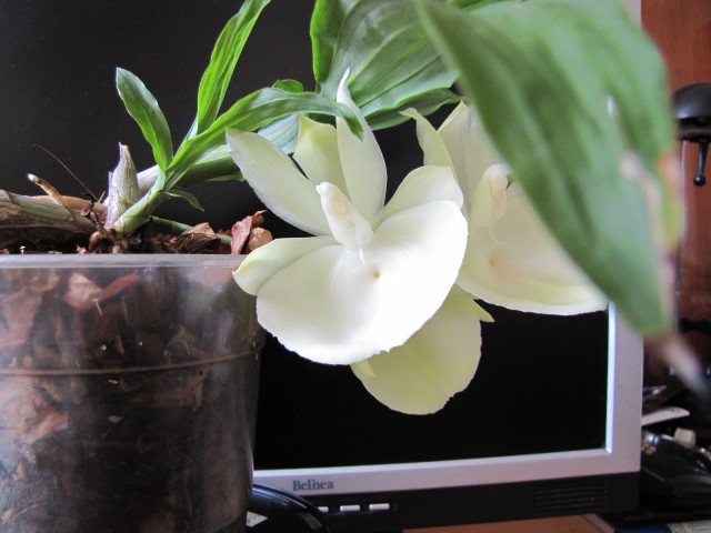 Catasetum pileatum 3.JPG