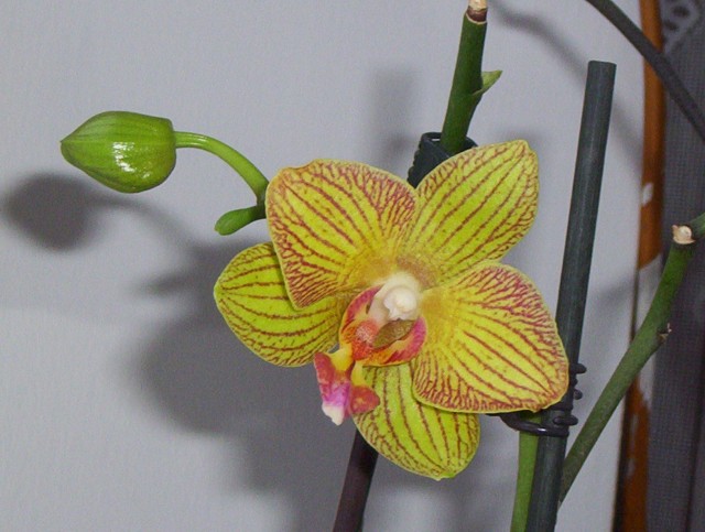 Styczeń 2011 017.jpg