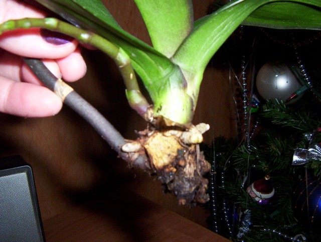 Styczeń 2011 032.jpg