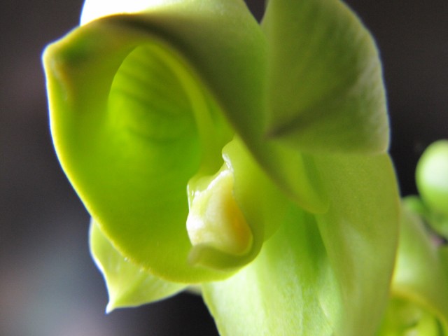 Catasetum planiceps 2.JPG