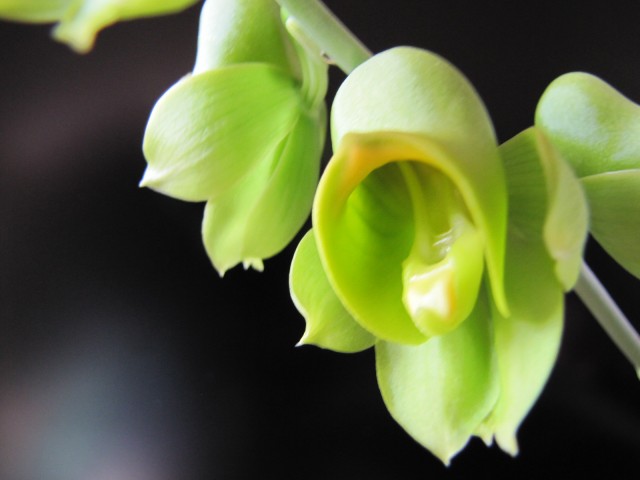Catasetum planiceps 3.JPG
