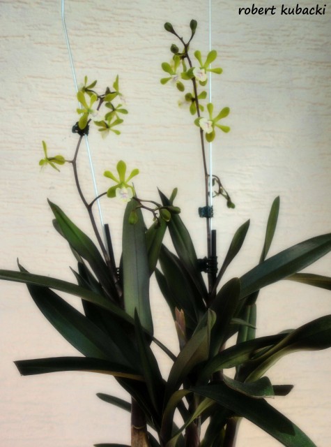 Epi. floribundum 01.jpg