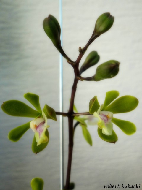 Epi. floribundum 02.jpg