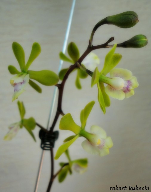 Epi. floribundum 06.jpg