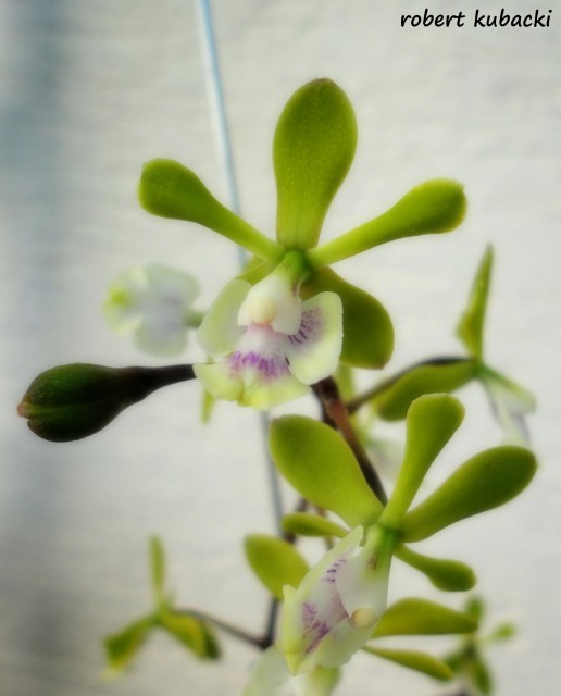 Epidendrum floribundum 08.jpg
