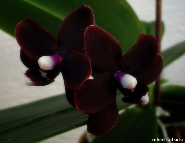 Dtps. Black Palace.jpg