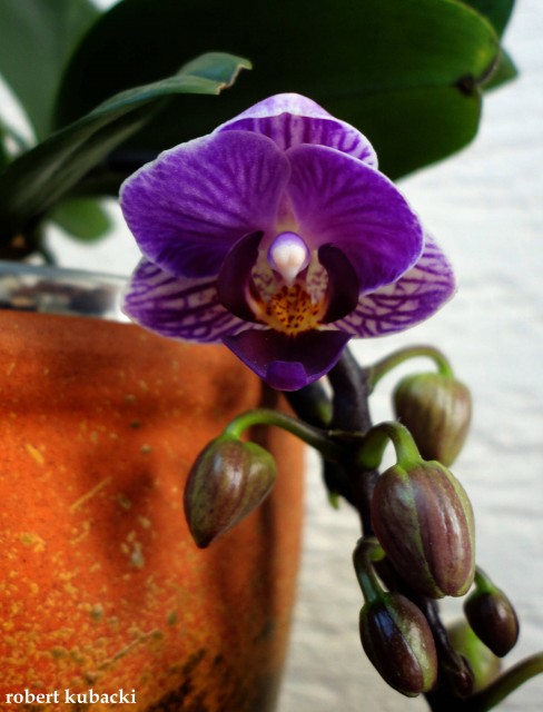 Dtps. Sogo Vivien .jpg