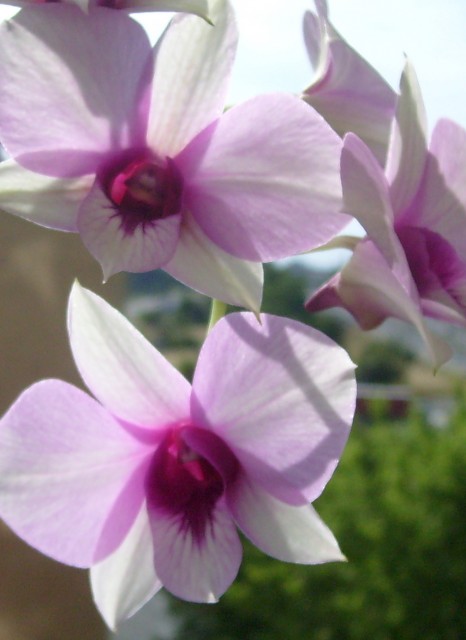 dendrobium.jpg