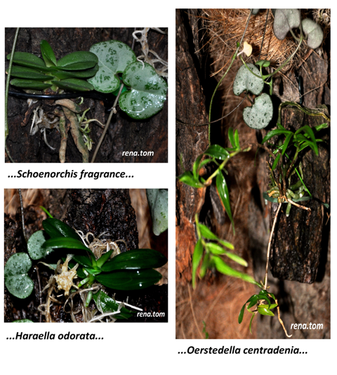 Mieszkańcy... - Kopia.png