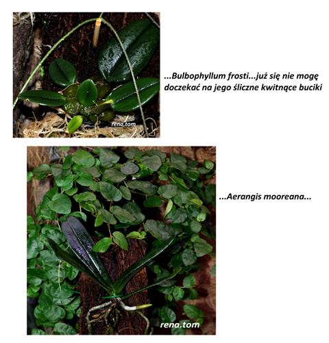 Mieszkańcy 2....png