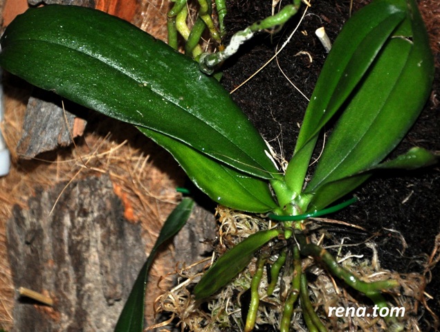 DSC_0339 - Kopia.JPG