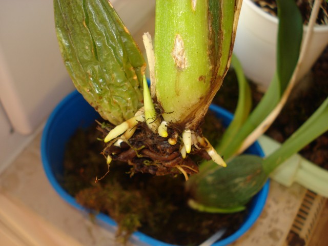 DSC01235.JPG