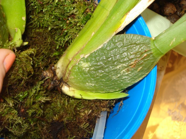 DSC01233.JPG