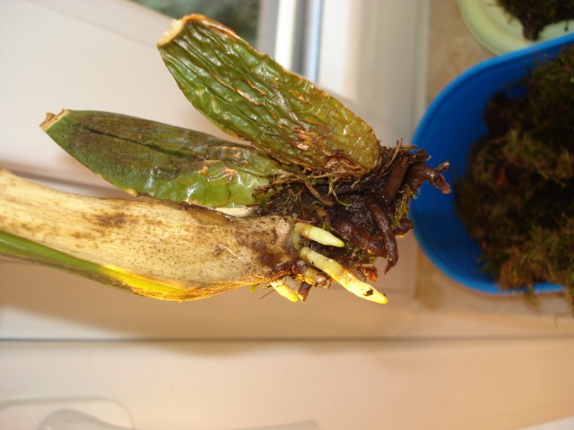 DSC01236.JPG