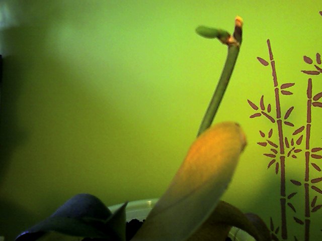 Snapshot_20110601.jpg