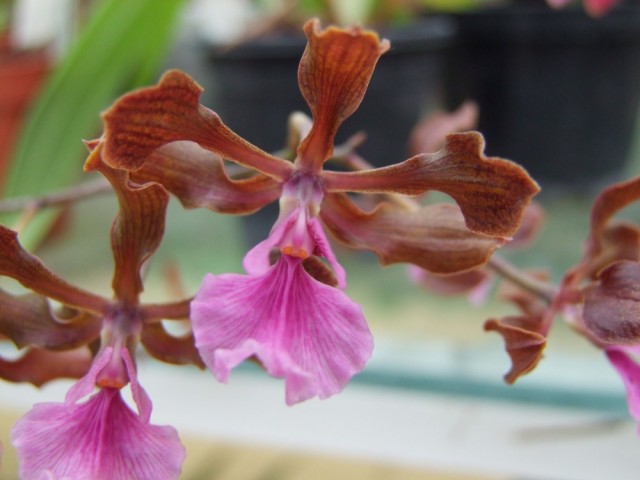 Encyclia cordigera..jpg