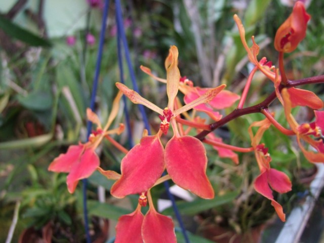 Renanthera vietnamense.jpg