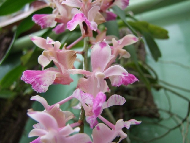 Aerides falcata,.jpg