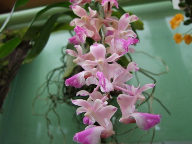 Aerides falcata...jpg