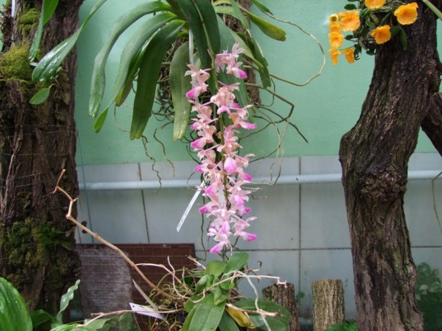 Aerides falcata..jpg