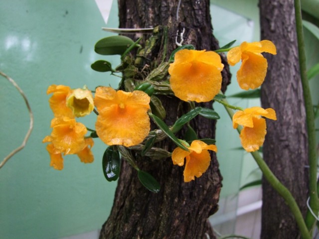 Dendrobium jenkiensii,.,.jpg