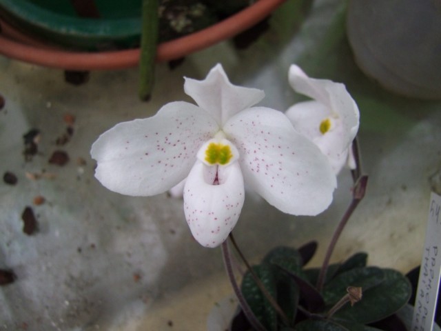 Paphiopedilum thaianum...jpg