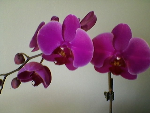 Phal 2..jpg