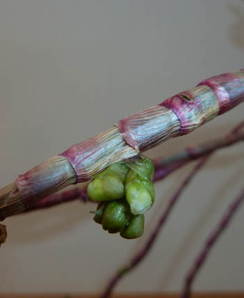 Den.lawesi - pąki.jpg