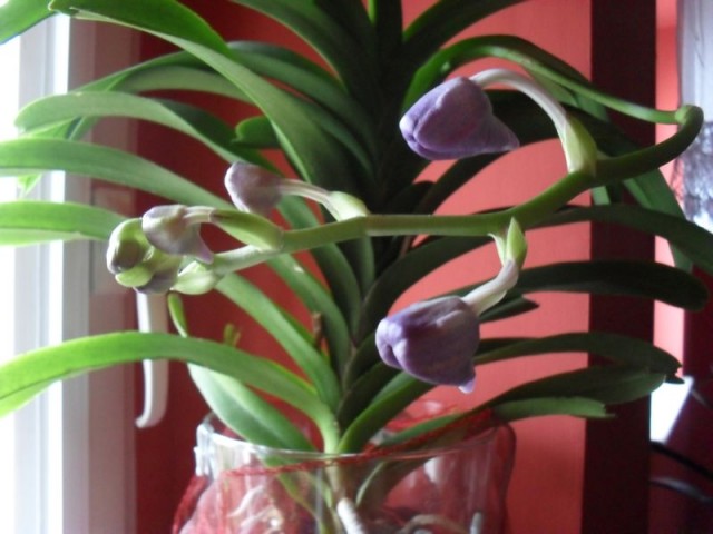 ogródek kwiatowy 007.JPG