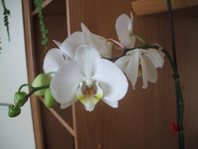 DSCF2659 [800x600].JPG