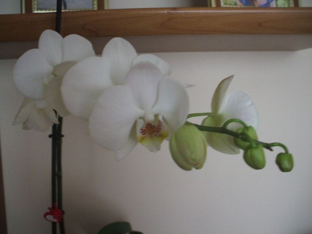 DSCF2660 [800x600].JPG