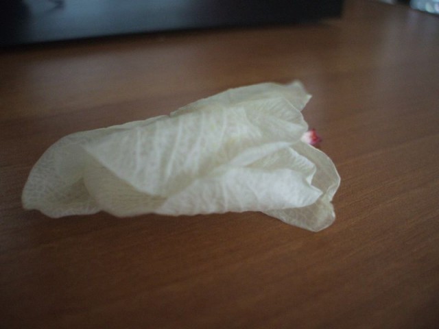 DSCF2662 [800x600].JPG