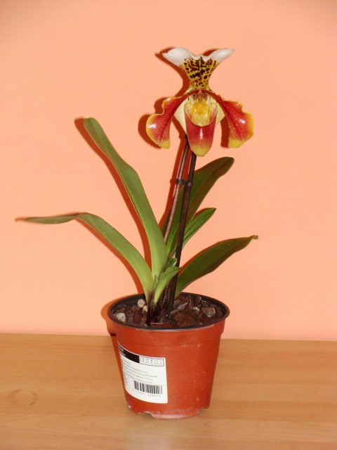 DSC03693 - Kopia.JPG