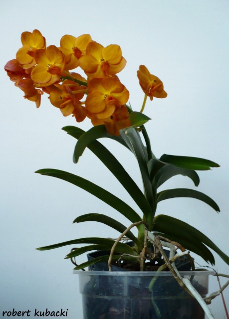 Ascocenda Suksamran Yellow 3.jpg