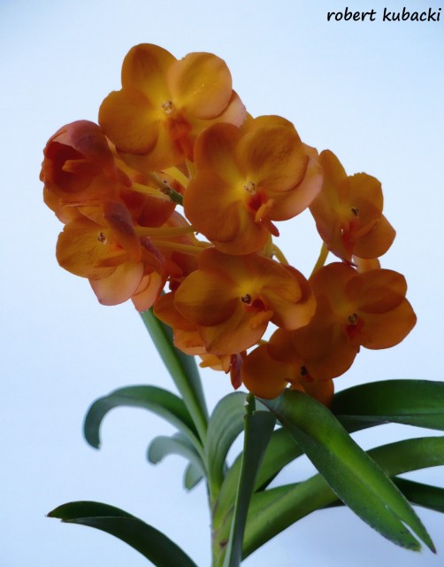 Ascocenda Suksamran Yellow 4.jpg