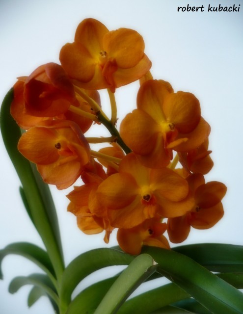 Ascocenda Suksamran Yellow 5.jpg