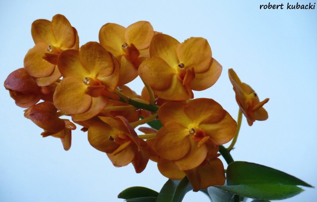 Ascocenda Suksamran Yellow 6.jpg