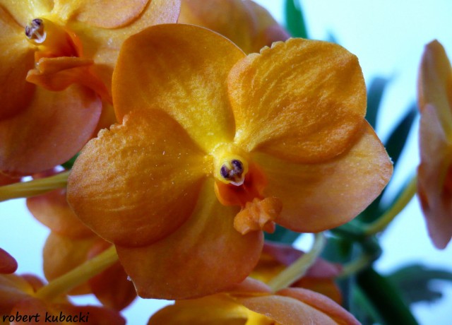 Ascocenda Suksamran Yellow 7.jpg